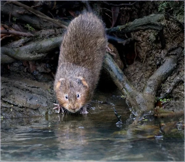 1st First Place First Water Vole Arvicola amphibius Cunnane David 6