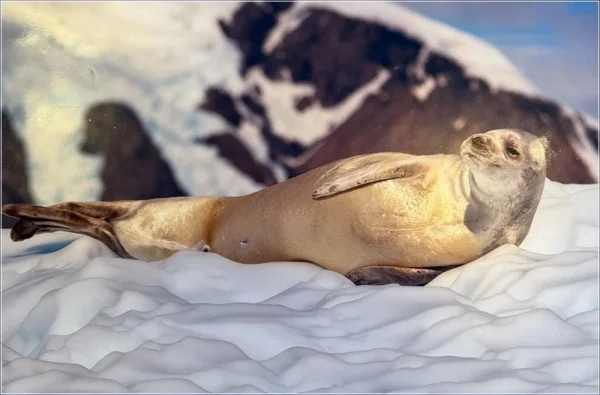 2nd Second Place Second Crabeater Seal Lobodon carcinophaga Coates Simon 6