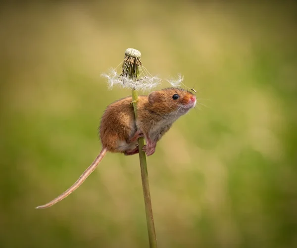 2nd Second Place Second Mouse on a Dandelion Tillett Karen 1