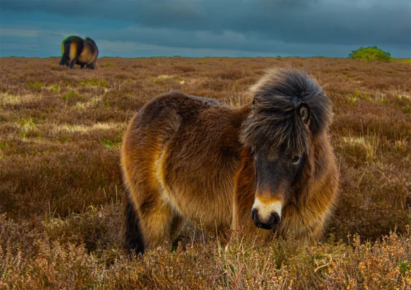 3rd Third Place Third Exmoor Ponies Maxwell Ian 1