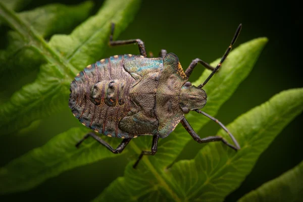 Commended Commended Forest Shield Bug Tillett Karen 1
