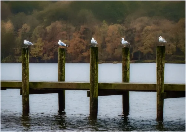 Commended Commended Gulls at Windermere Smth Mike 5