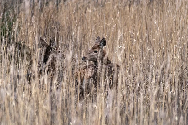 Commended Commended Red Deer Hind Cervus Elaphus 2 Farmer Steven 1