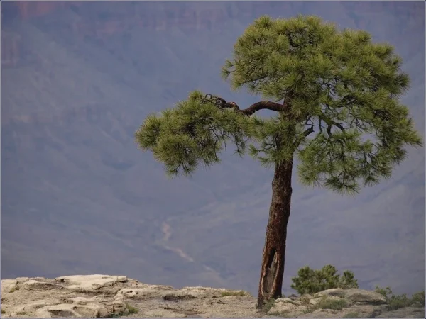 Commended Commended Stunted Colorado Pine Pinus edulis Swan Andrew 6