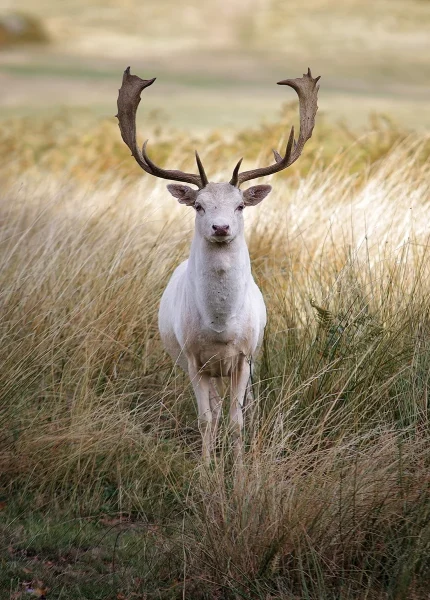 Highly Commended Highly Commended Eye to Eye with a White Fallow Deer Renke Dariusz 1