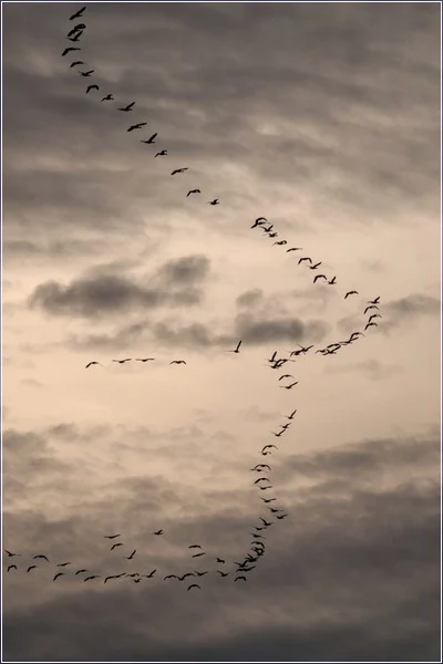 Highly Commended Highly Commended Geese Beeke Greg 6
