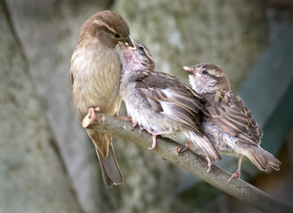 Highly Commended Highly Commended House Sparrows Feeding Passer domesticus Cunnane David 1