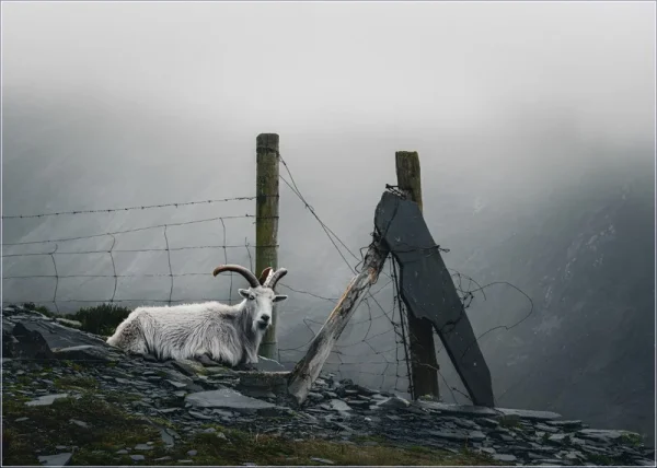 Highly Commended Highly Commended Wild Mountain Goat Llanberis Smth Mike 6
