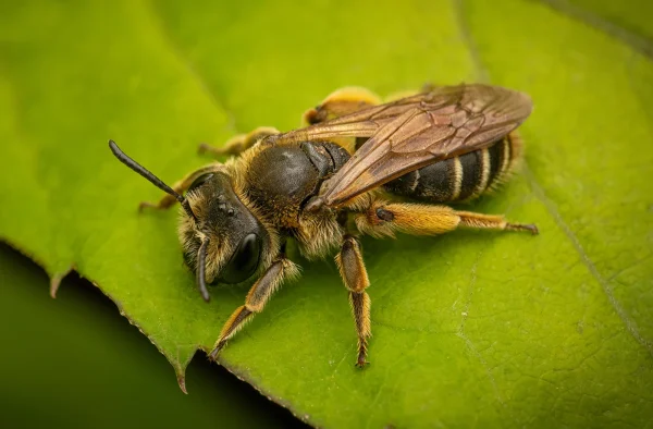2nd Second Place Second Karen Tillett Three Bee or not Three Bee 2 B1