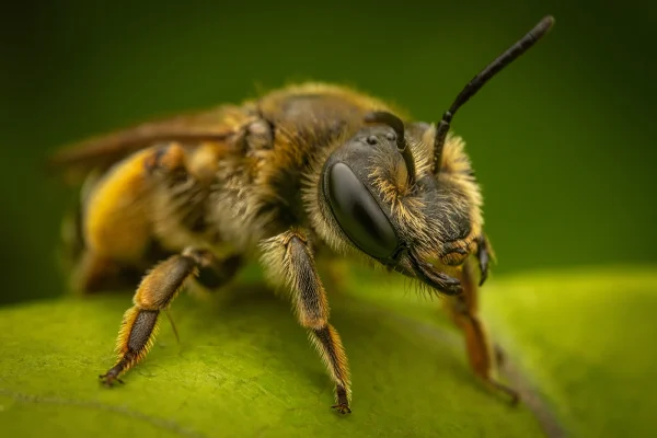 2nd Second Place Second Karen Tillett Three Bee or not Three Bee 3 B2