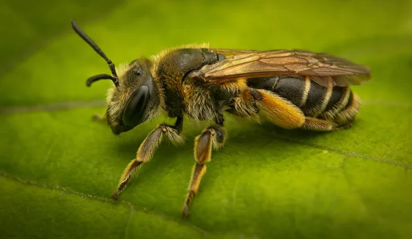 2nd Second Place Second Karen Tillett Three Bee or not Three Bee 4 B3