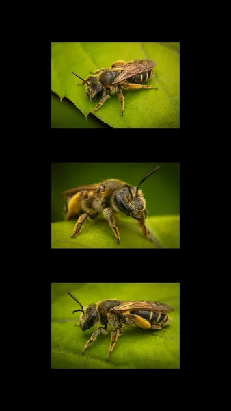 2nd Second Place Second Karen Tillett Three Bee or not Three Bee 5 Three Bee or not Three Bee