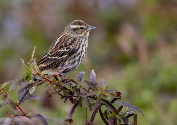 3rd Third Song Sparrow Ellis Mark