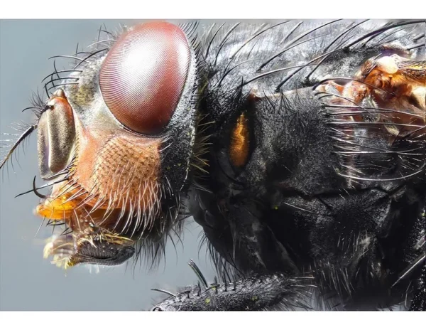 Best in Exhibition null Micro Fly Hyde David