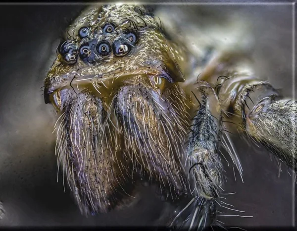 Best in Exhibition null Micro house Spider Hyde David