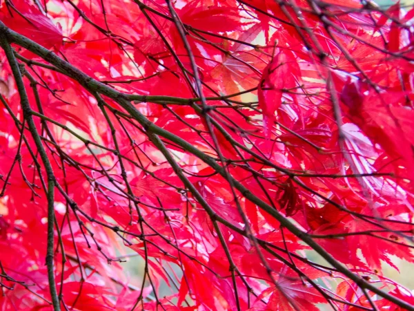 Commended Commended Ian Maxwell Autumn Colours 2 1. Autumn Colours