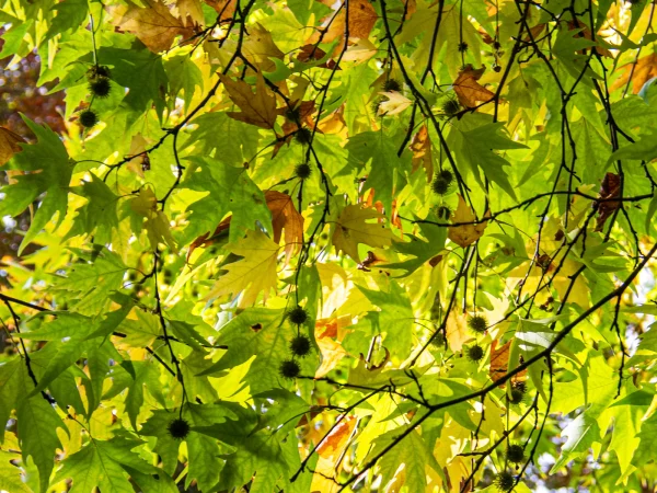 Commended Commended Ian Maxwell Autumn Colours 3 2. Autumn Colours