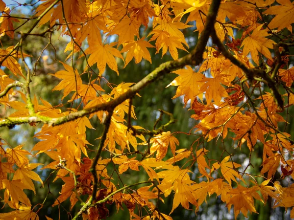 Commended Commended Ian Maxwell Autumn Colours 4 3. Autumn Colours