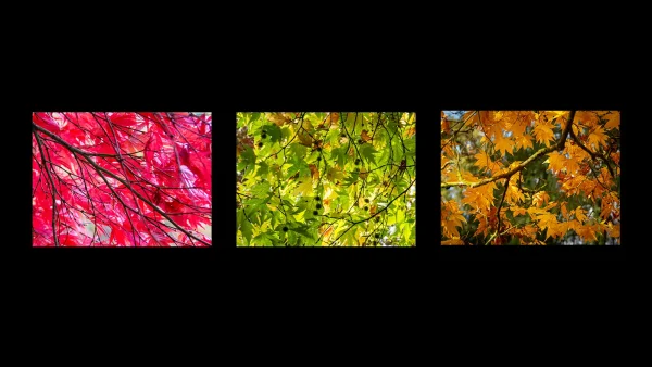 Commended Commended Ian Maxwell Autumn Colours 5 Autumn Colours 1