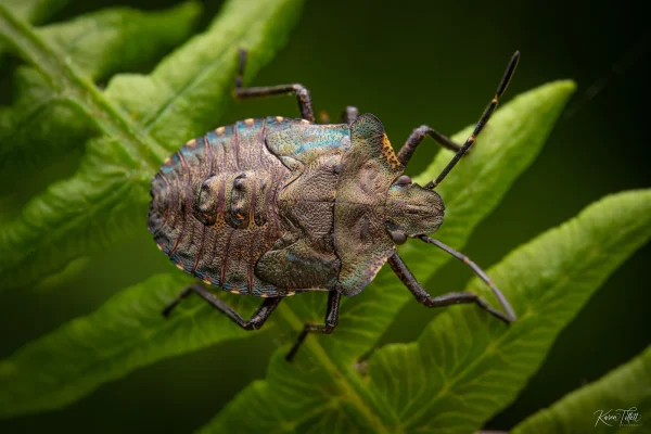 Forest Shield Bug Shortlisted smll copy