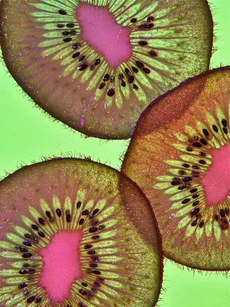 Highly Commended Highly Commended David Hilliard Fruit 4 3 Kiwi Fruit