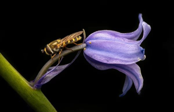 Hoverfly on Bluebell copy