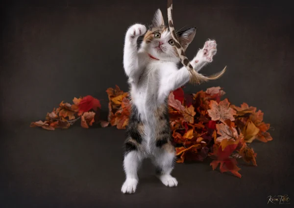 Kitten Studio smll