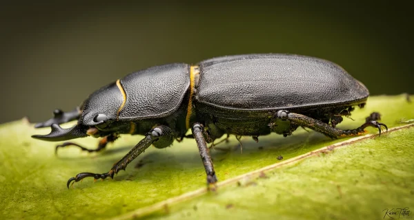 Lesser Stag Beetle smll copy