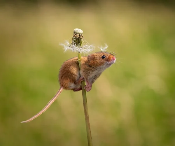 Mouse smll copy