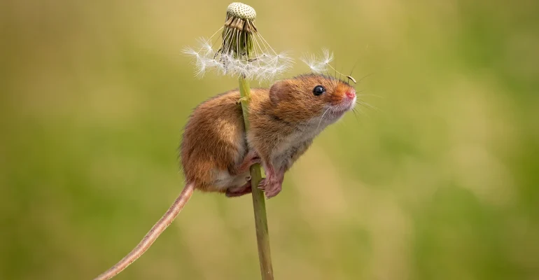 Mouse smll copy
