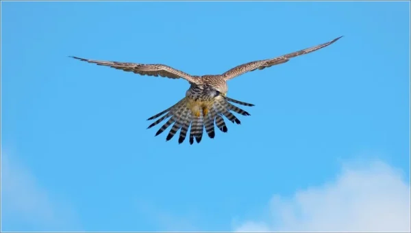 Merit 3 Earth Wind Fire 15 Experienced 20 Kestrel Hovering on the Wind David Cunnane 2346588
