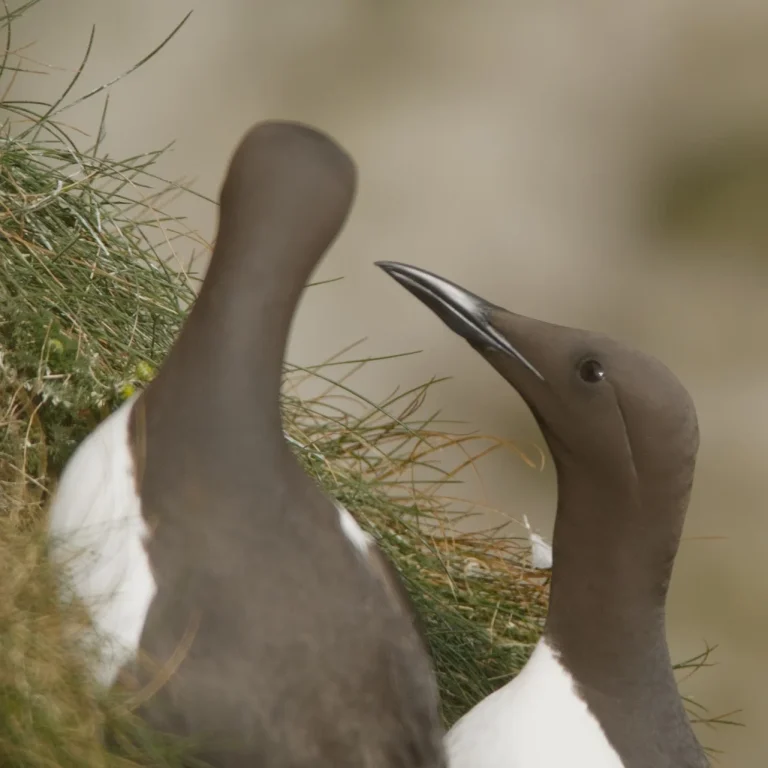 Greg Beeke Bempton 1