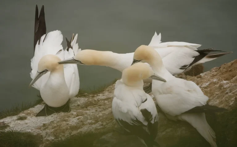 Greg Beeke Bempton 2
