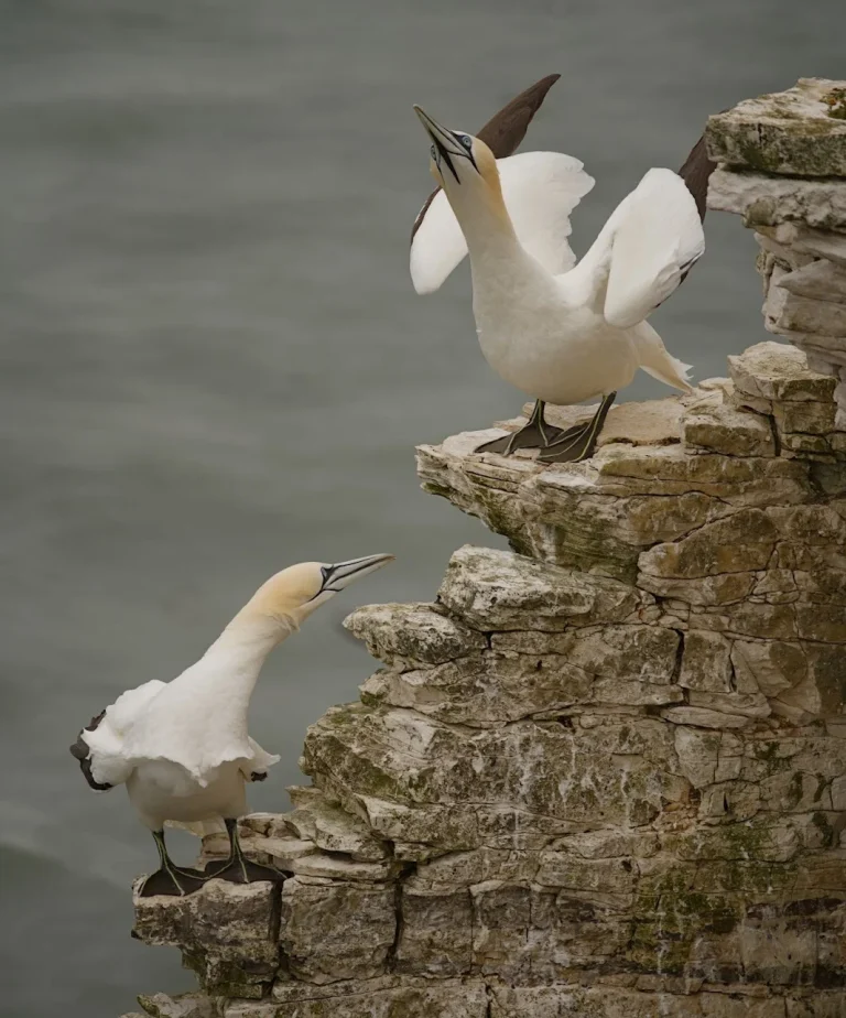 Greg Beeke Bempton 4