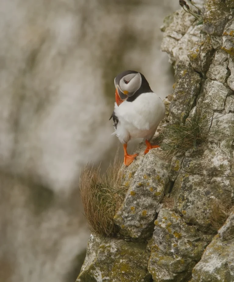 Greg Beeke Bempton 5