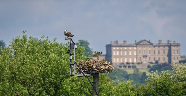 Ospreys at Rutland Water