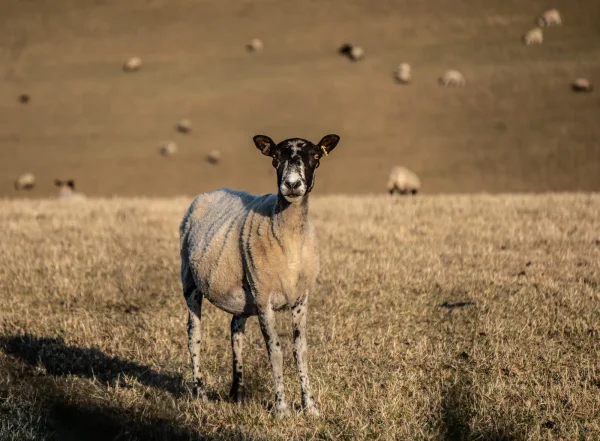 Here's Looking At You! by Anthony Timmins