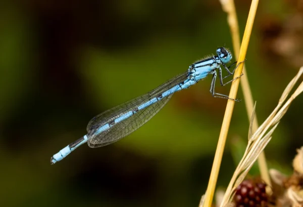 Blue Damsel Fly by Ian Flint