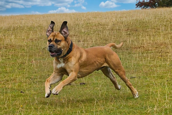 Fetch! by Graeme Webb