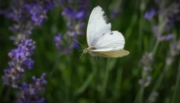 On The Wing by Karen Tillett