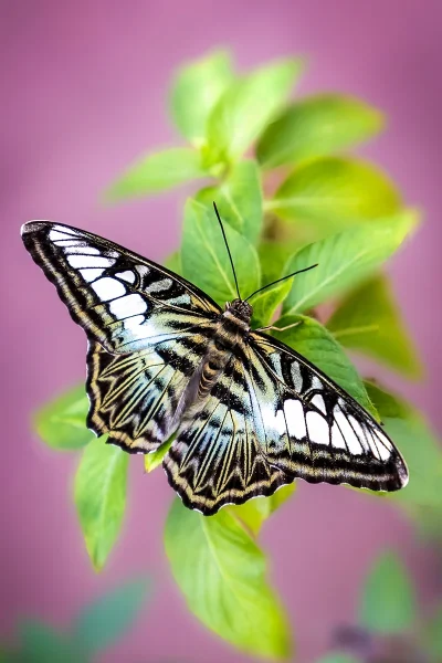 Commended: Butterfly No.11_Mohini Mistry (MJay)