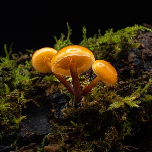 Golden Waxcaps by Mike Smith