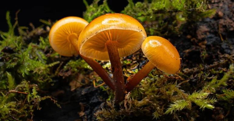 Golden Waxcaps by Mike Smith