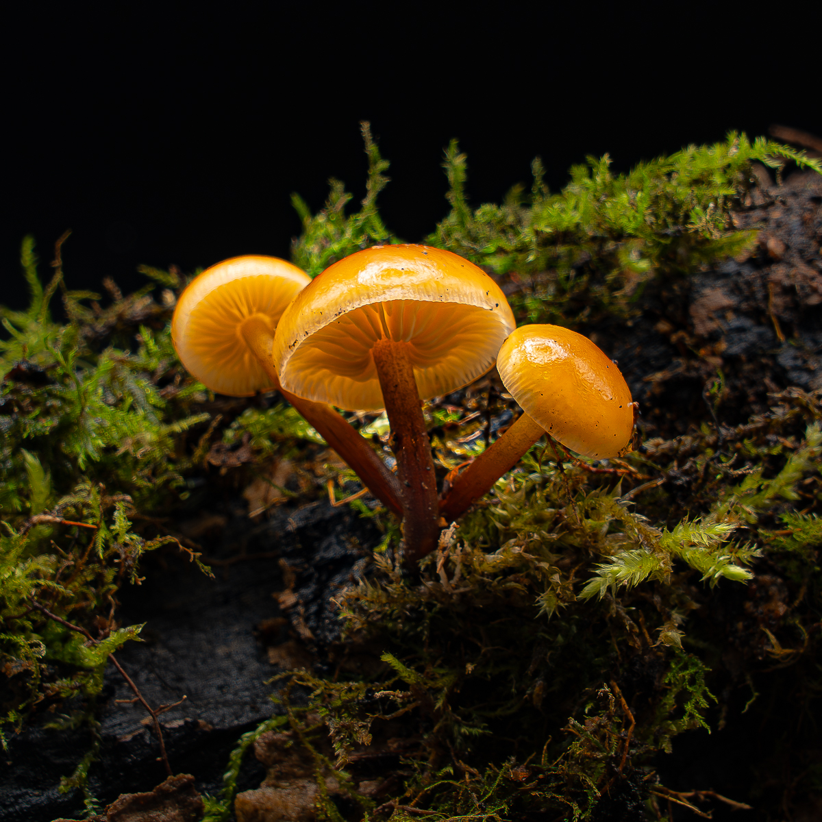 Golden Waxcaps by Mike Smith