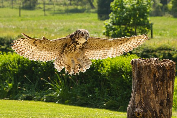 Graeme Webb Profile 2