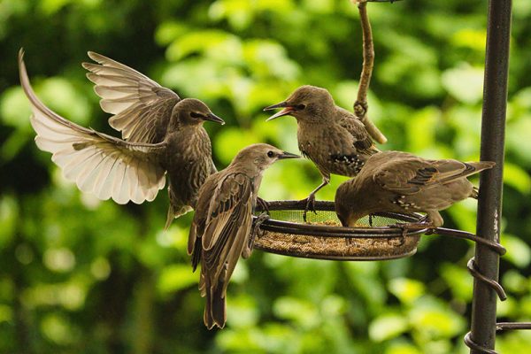 Graeme Webb Profile 9