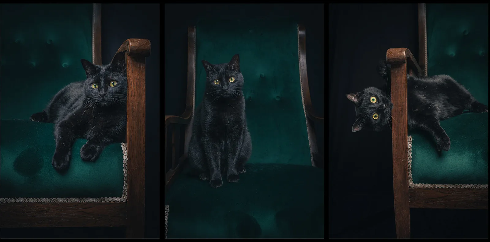 3rd Cat On A Chai by Josefine Hammerby