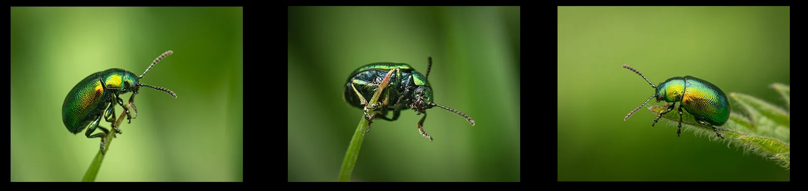 Mint Leaf Beetle by Karen Tillett