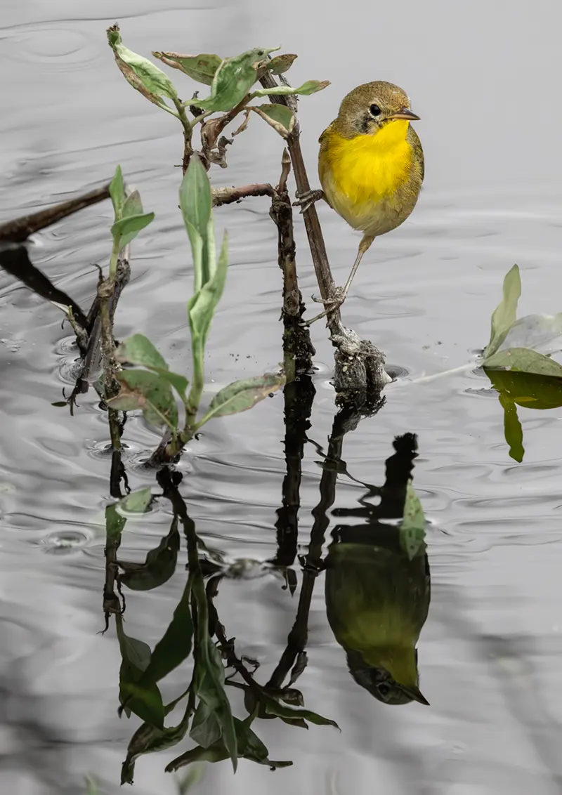 Female Common Yellowthroat At The Waters Edge Mark Ellis First 6584Website upload2704720 copy