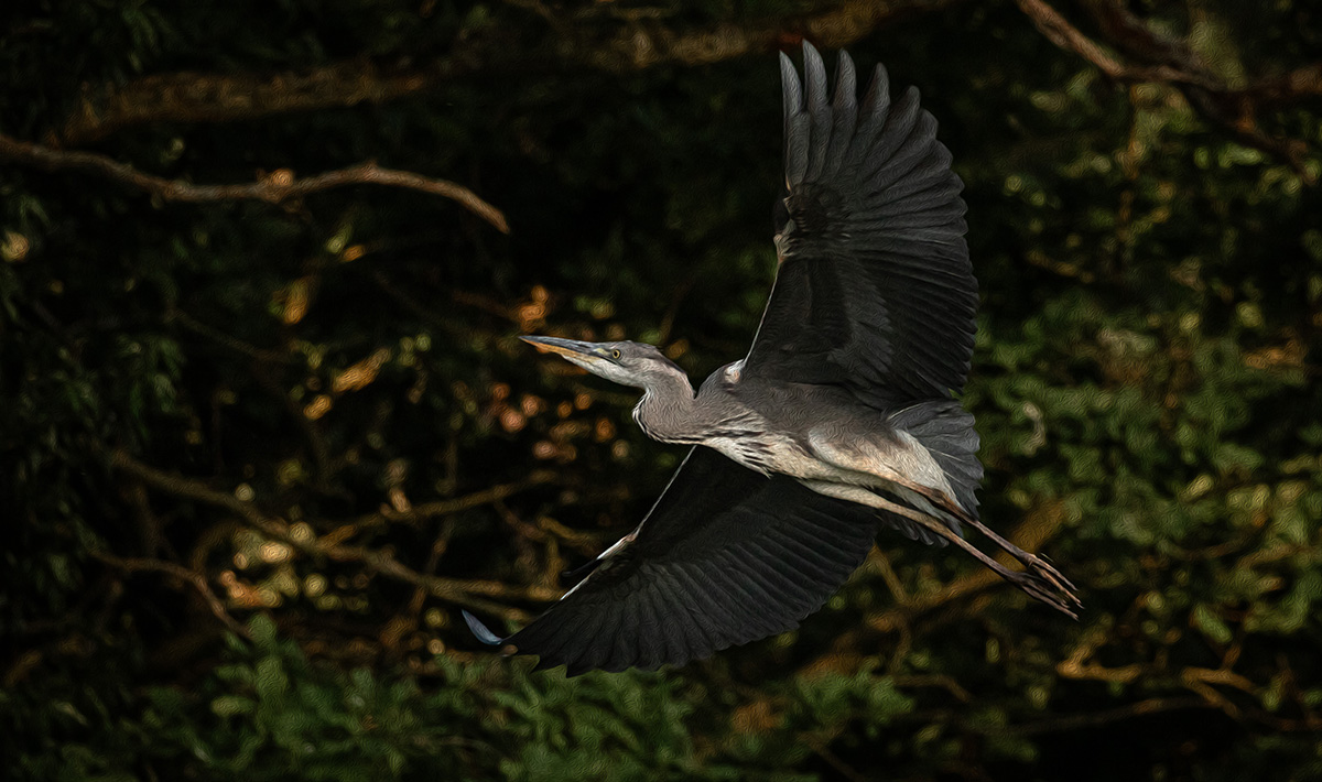 Heron 002
